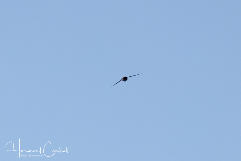 White-throated Swift (01).jpg