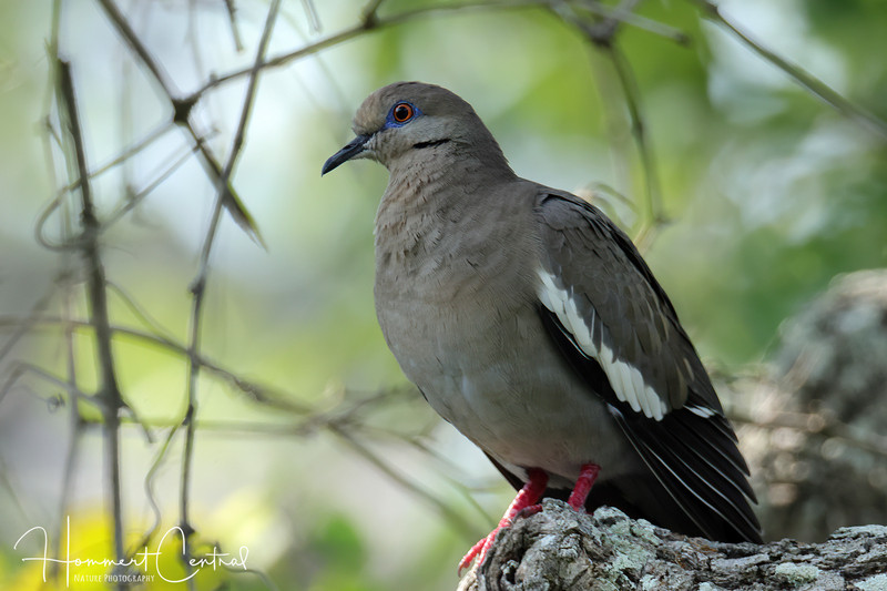 White-winged Dove (10).jpg