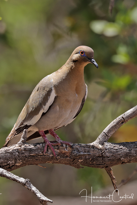 White-winged Dove (11).jpg