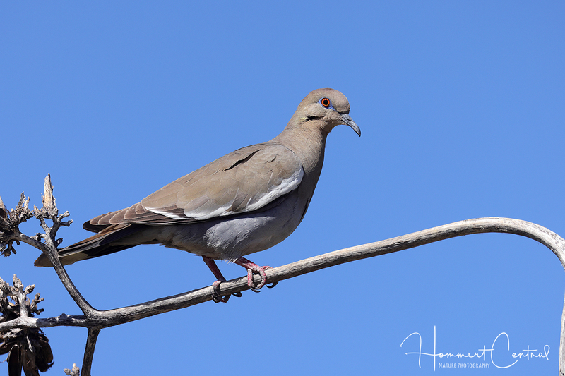 White-winged Dove (12).jpg