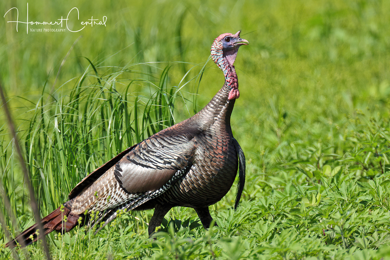 Wild Turkey (10).jpg