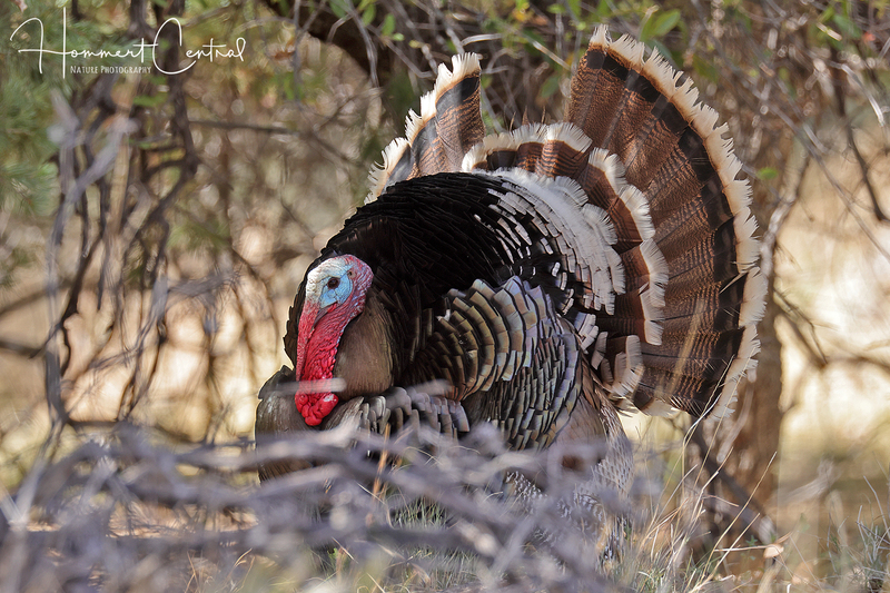 Wild Turkey (southwestern) (02).jpg