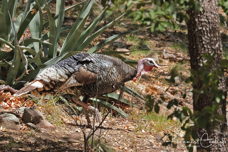 Wild Turkey (southwestern) (03).jpg