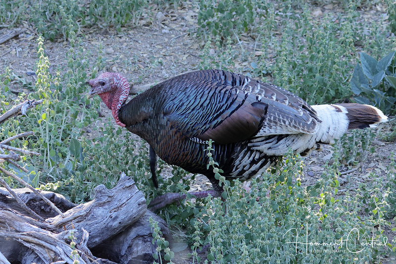 Wild Turkey (southwestern) (04).jpg