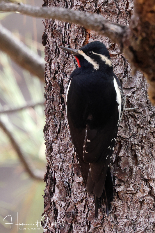 Williamsons Sapsucker (01).jpg