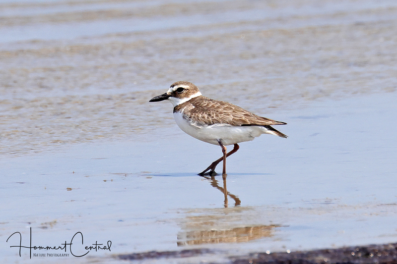 Wilsons Plover (06).jpg
