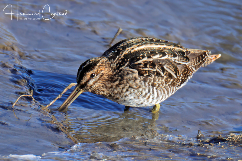 Wilsons Snipe (35).jpg
