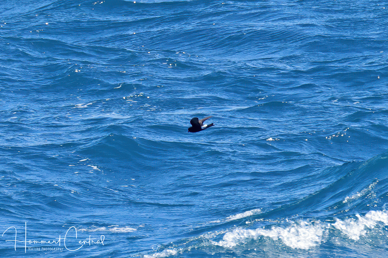 Wilsons Storm-Petrel (01).jpg