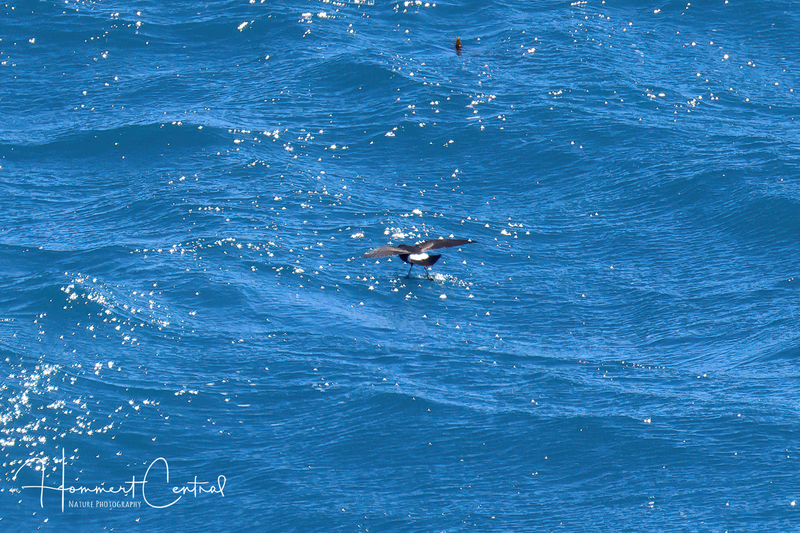 Wilsons Storm-Petrel (02).jpg