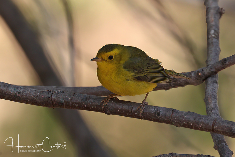Wilsons Warbler (female) (01).jpg