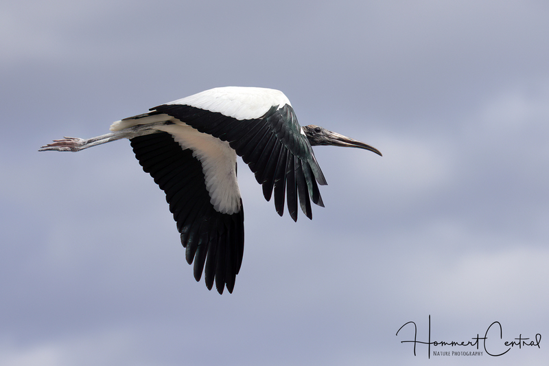Wood Stork (08).jpg