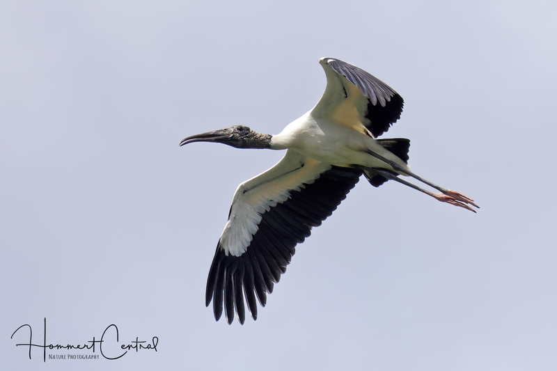 Wood Stork (10).jpg