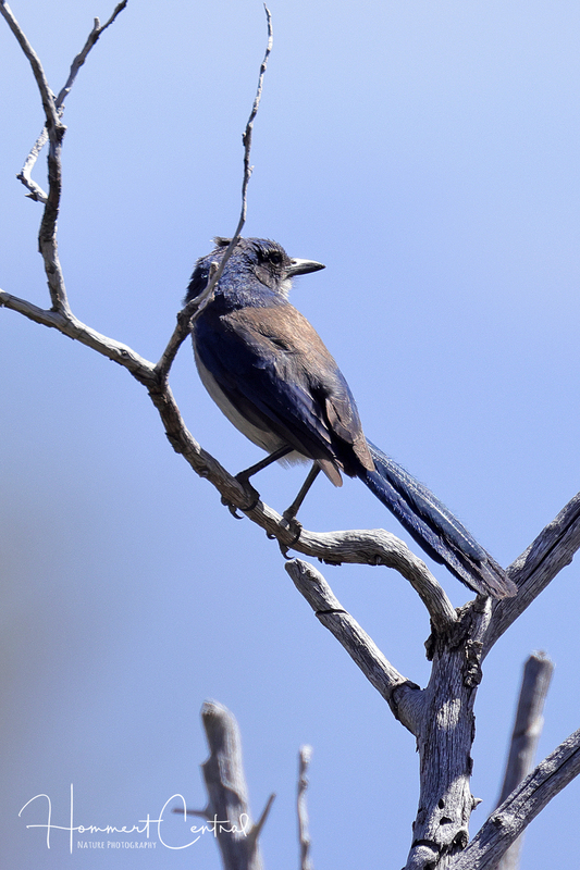 Woodhouses Scrub-Jay (05).jpg
