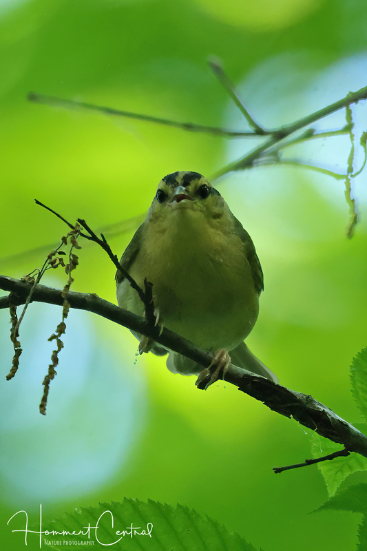 Worm-eating Warbler (09).jpg