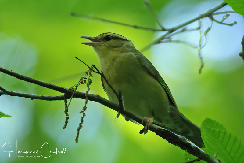 Worm-eating Warbler (10).jpg
