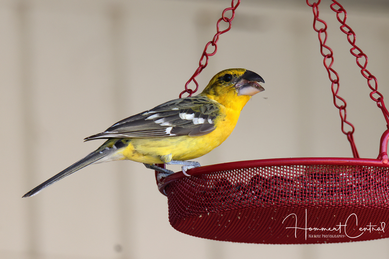 Yellow Grosbeak (02).jpg