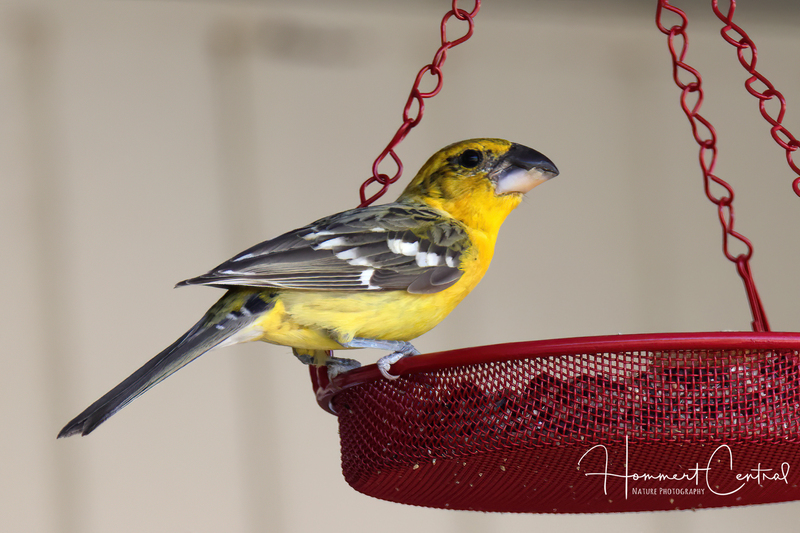 Yellow Grosbeak (03).jpg