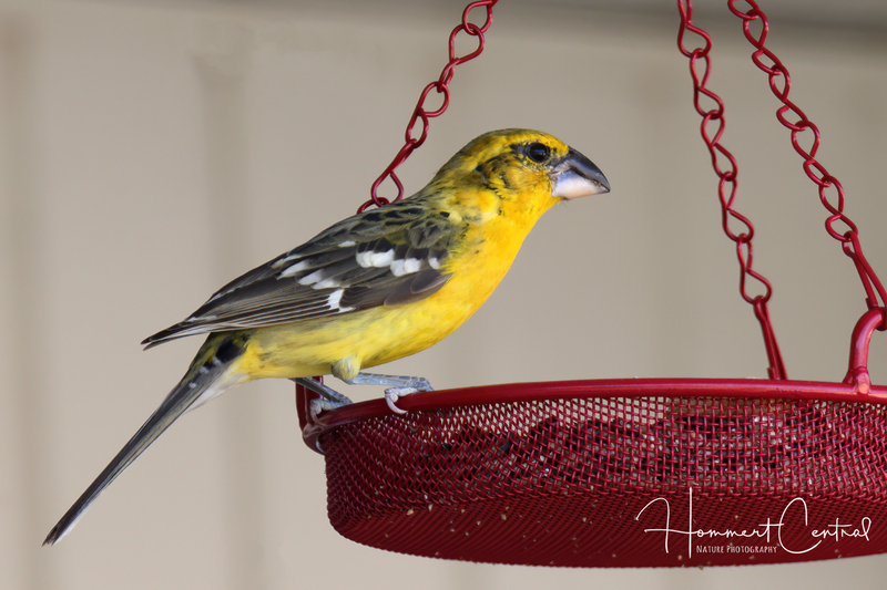 Yellow Grosbeak (04).jpg