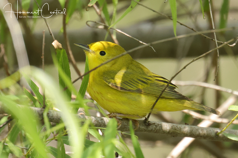 Yellow Warbler (14).jpg