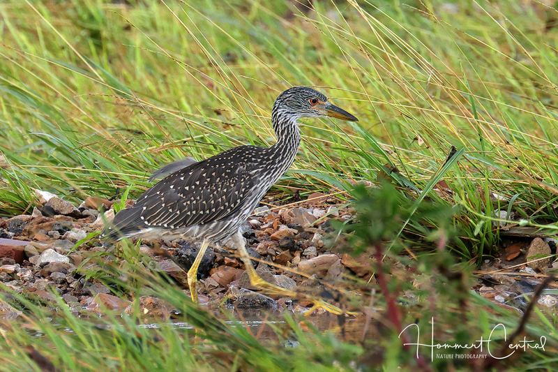 Yellow-Crowned Night-Heron (immature) (09).jpg