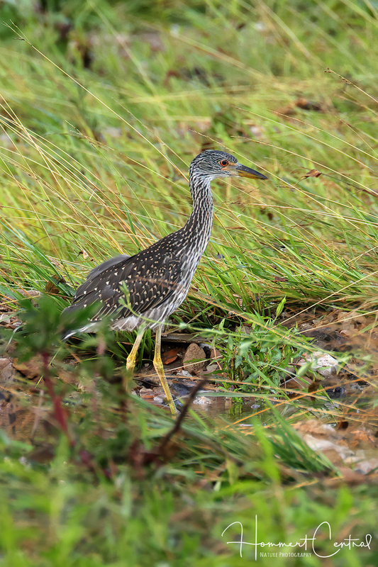 Yellow-Crowned Night-Heron (immature) (10).jpg