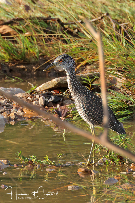 Yellow-Crowned Night-Heron (immature) (11).jpg