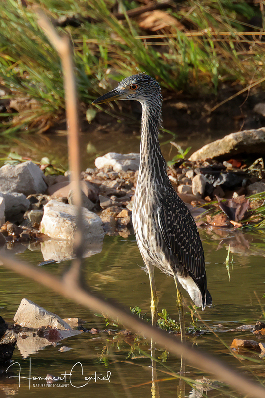 Yellow-Crowned Night-Heron (immature) (12).jpg