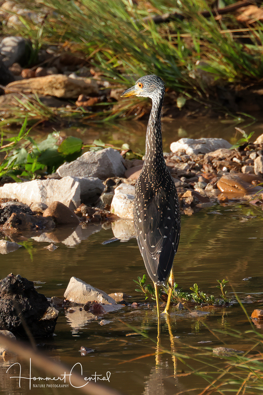 Yellow-Crowned Night-Heron (immature) (13).jpg