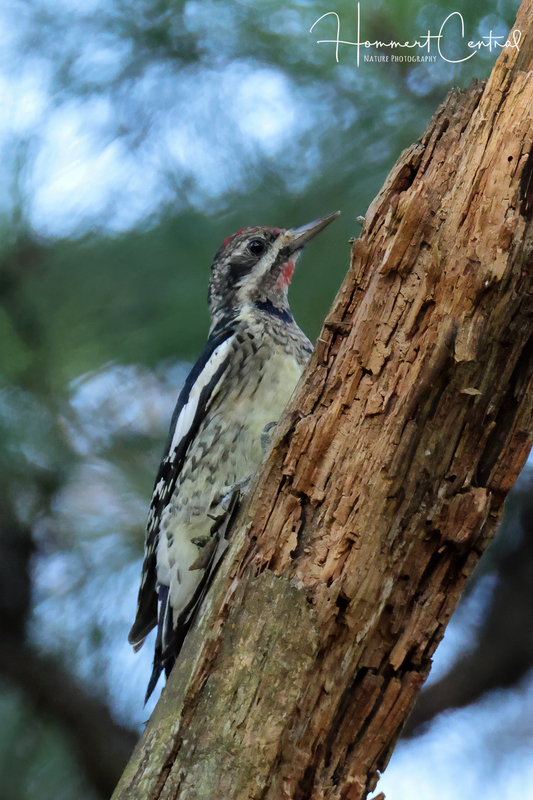 Yellow-bellied Sapsucker (immature) (06).jpg