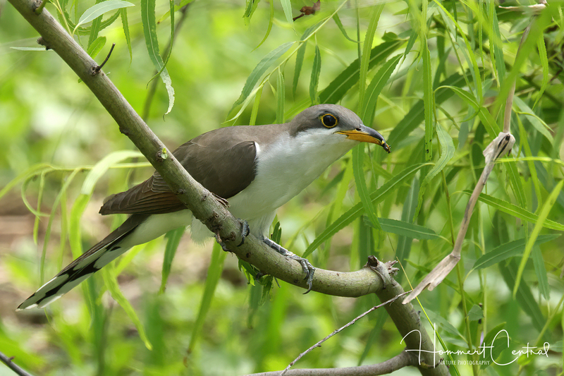 Yellow-billed Cuckoo (13).jpg