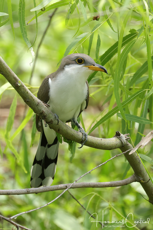Yellow-billed Cuckoo (14).jpg