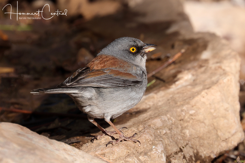 Yellow-eyed Junco (03).jpg
