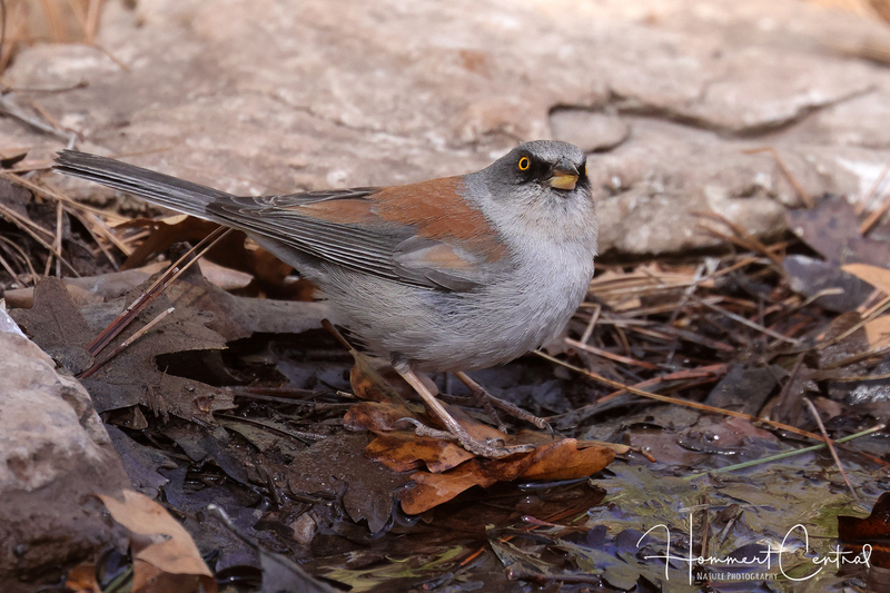 Yellow-eyed Junco (04).jpg