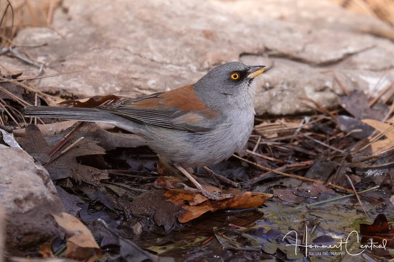 Yellow-eyed Junco (05).jpg