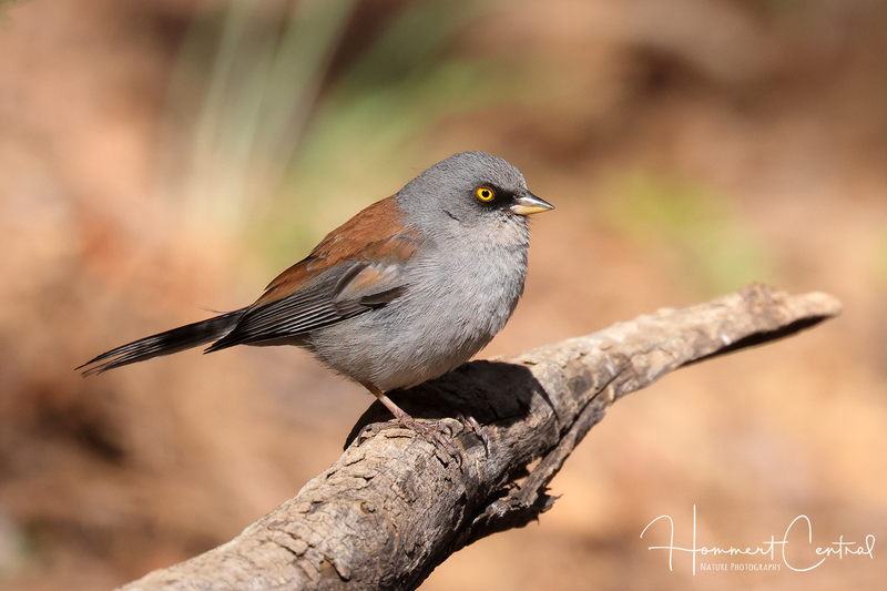 Yellow-eyed Junco (06).jpg