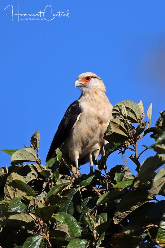 Yellow-headed Caracara (01).jpg
