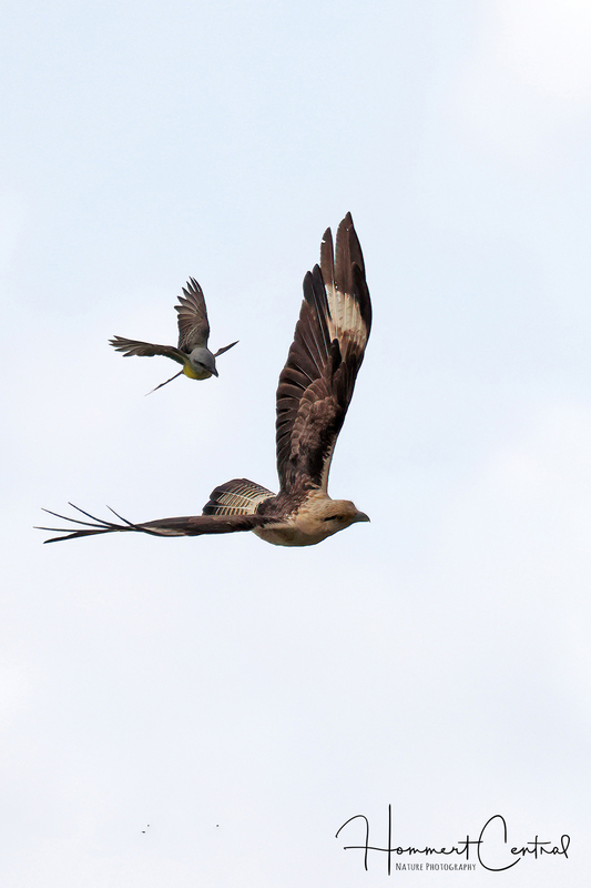 Yellow-headed Caracara (02).jpg