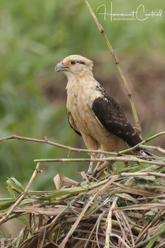 Yellow-headed Caracara (03).jpg