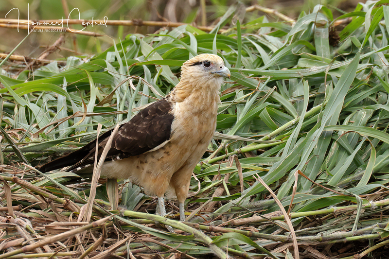 Yellow-headed Caracara (04).jpg