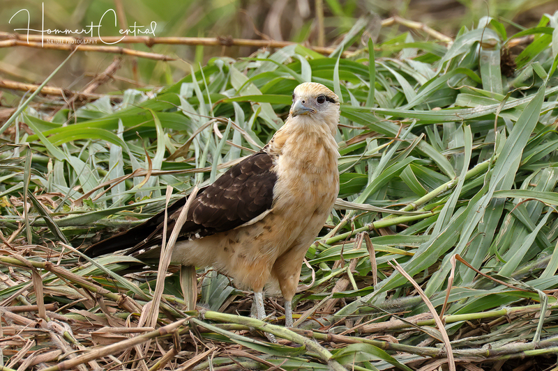 Yellow-headed Caracara (05).jpg