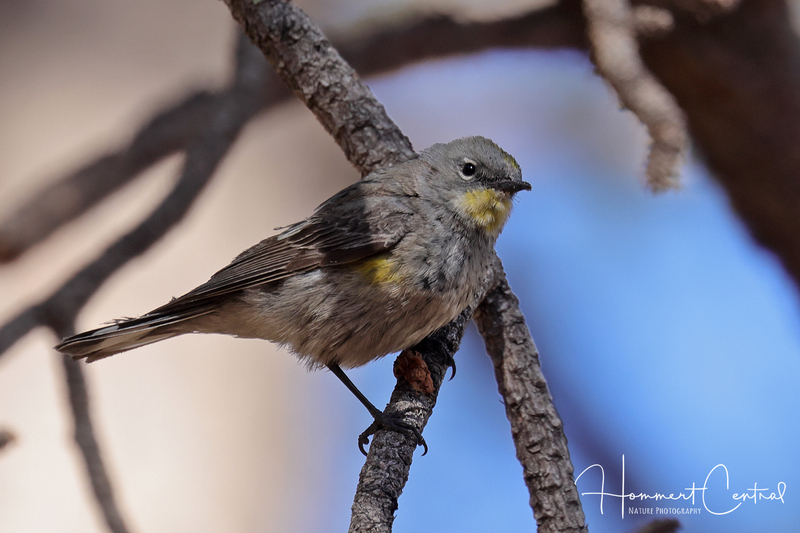 Yellow-rumped Warbler (Audubons) (10).jpg
