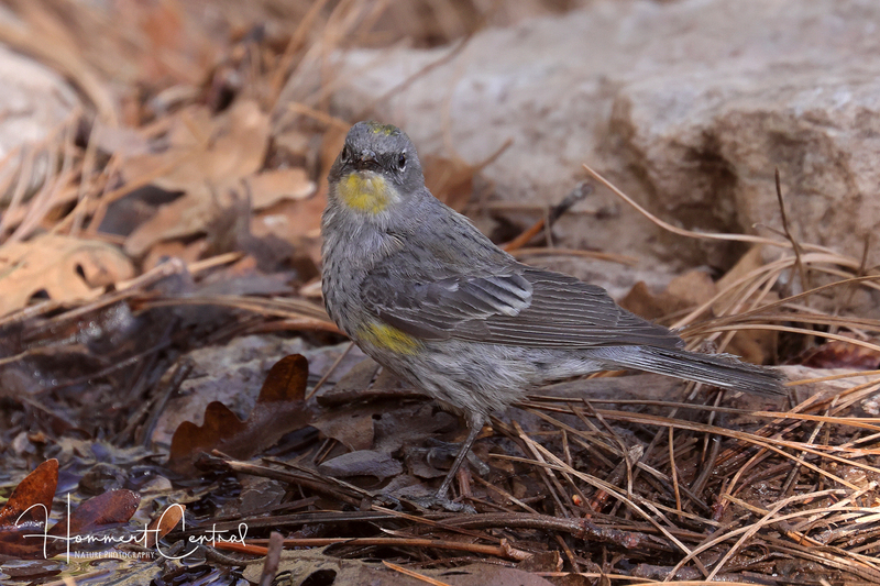 Yellow-rumped Warbler (Audubons) (11).jpg