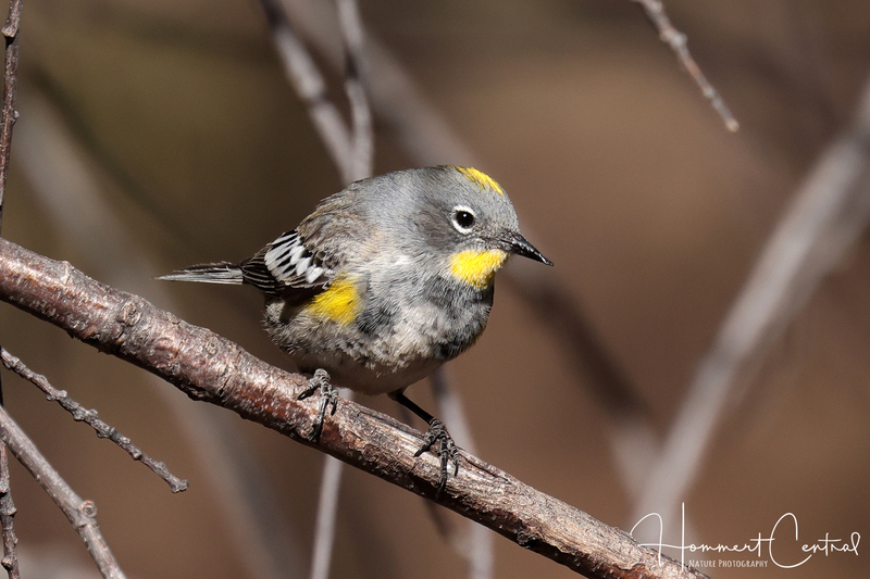 Yellow-rumped Warbler (Audubons) (12).jpg