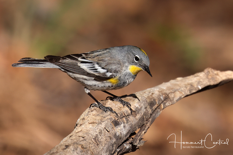 Yellow-rumped Warbler (Audubons) (13).jpg