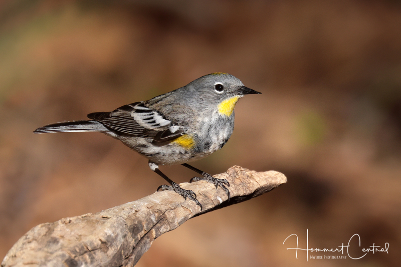 Yellow-rumped Warbler (Audubons) (14).jpg