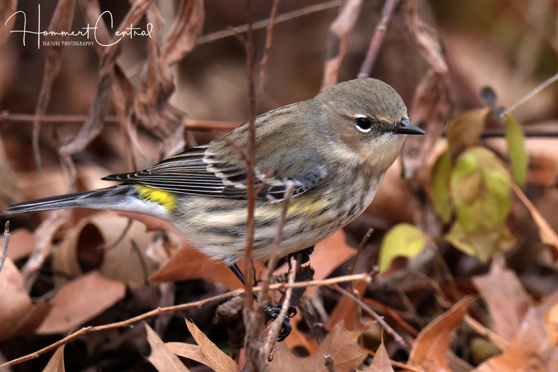 Yellow-rumped Warbler (Myrtle female) (10).jpg