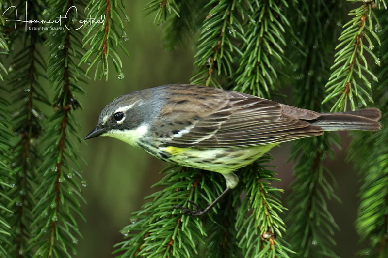Yellow-rumped Warbler (Myrtle female) (11).jpg