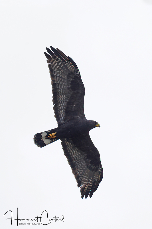 Zone-tailed Hawk (01).jpg