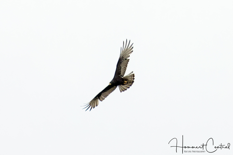 Zone-tailed Hawk (immature) (01).jpg