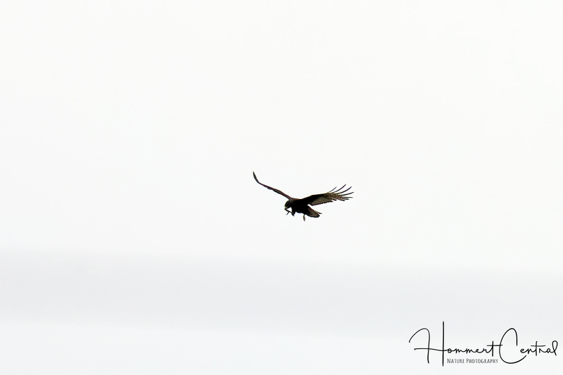 Zone-tailed Hawk (immature) (02).jpg